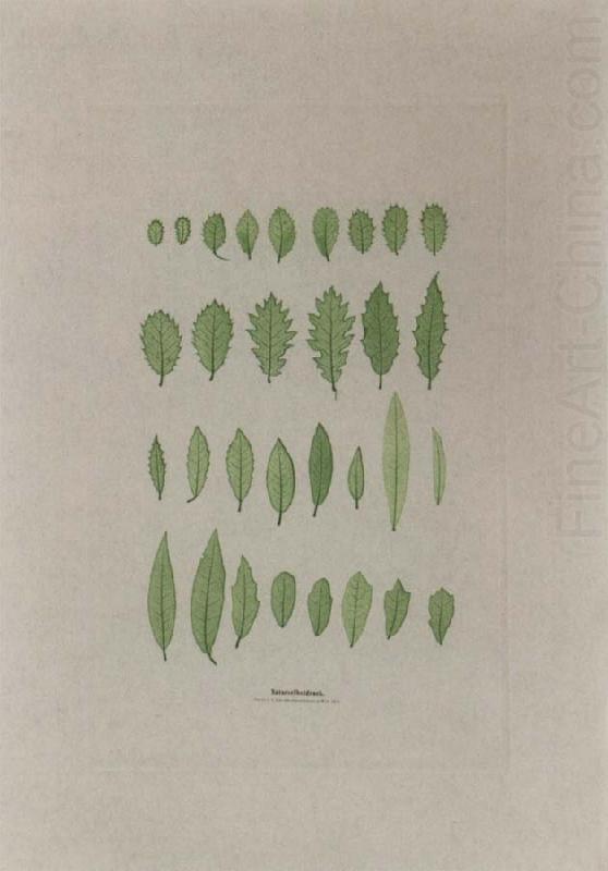 Leaves, Alois Auer von Welsbach